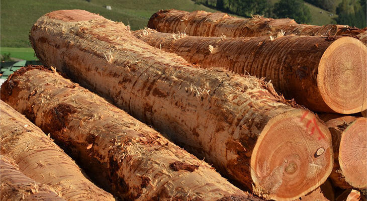 Stacked larch wood